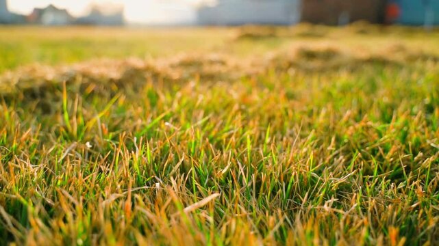The process of cleaning the lawn from dry and dead grass after winter