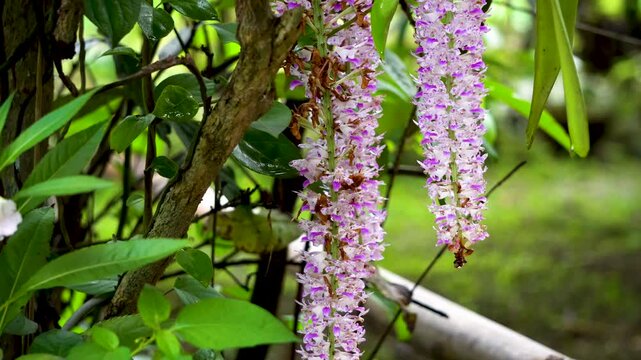 Kapou phul commonly known as the Foxtail Orchid of Assam in 4K video format
