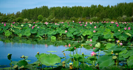 Lotus flowers (Nelumbo, Nelumbo nucifera, Nelumbo komarovii). Beautiful lotus lake.