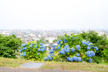 On a sunny day in Kanazawa City, Ishikawa Prefecture, Japan, colorful hydrangeas bloom in a park overlooking the city. The peaceful early summer scene is filled with greenery and clear blue skies.