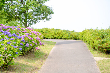 On a sunny day in Kanazawa City, Ishikawa Prefecture, Japan, colorful hydrangeas bloom in a park overlooking the city. The peaceful early summer scene is filled with greenery and clear blue skies.