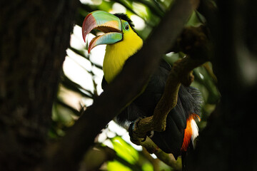 Tukan © Tobias