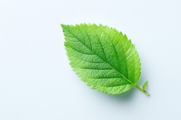 Obraz premium minimalistic photograph of single green leaf on pristine white background symbolizing rejuvenation and sustainability