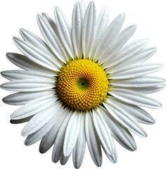 High-Resolution Isolated Daisy Blossom on Transparent Background for Eco-Friendly Product Packaging and Branding