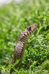 Obraz premium Close-Up of Snake Head Emerging from Dense Green Foliage