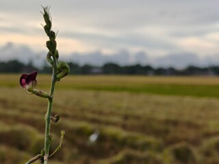 Close-up of Rice Straw with Blurred Harvest Field in Background