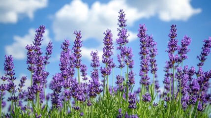 Obraz premium A field of vibrant lavender flowers stretching towards the horizon under a bright blue sky