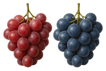 Fototapeta premium Red and Blue Grape Bunches with Stems Isolated on Transparent Background, Generative AI