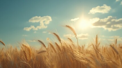 Fototapeta premium A golden field of wheat swaying gently in the wind under a brilliant summer sky
