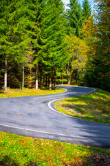 A curvy road meanders through a vibrant green forest, surrounded by tall trees and colorful foliage. Sunlight filters through the leaves, creating a serene atmosphere.
