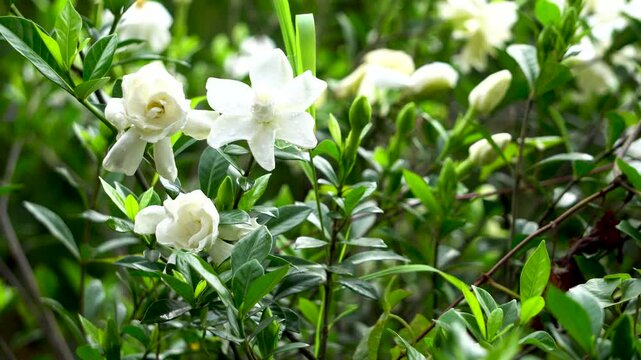 Togor Phool or Crape Jasmine or Chandni fower 2