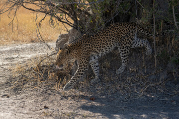 leopard looking for prey in African savanna botswana  (Panthera pardus)