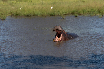 The common hippopotamus (Hippopotamus amphibius), or hippo, is a large, mostly herbivorous mammal...