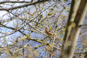 Male chaffinch singing proudly from spring branches in early morning forest light. a chaffinch sings on mossy branches, centered in a dense spring thicket, captured from mid-level angle.