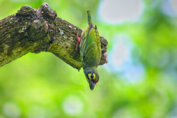 You can keep these pictures if you want and use them as wallpaper on the wall. The pictures will...