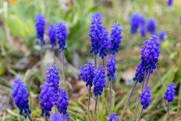 Obraz premium Purple grape hyacinths. Blue primroses in the garden. Blue Spring Flowers