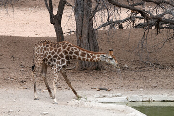 Giraffe beim Essen in den Bäumen von Erongo