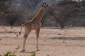 Junge Giraffe blickt in die Kamera