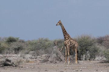 Giraffe unterwegs in Etosha