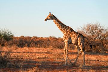 Giraffe in der Wildnis der Kalahari in Namibia