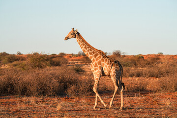 Giraffe im Abendlicht in der Wildnis der Kalahari in Namibia