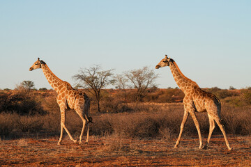 Giraffe in der Wildnis der Kalahari in Namibia