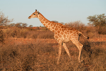 Giraffe im Abendlicht in der Wildnis der Kalahari in Namibia