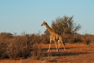 Giraffe in der Wildnis der Kalahari in Namibia