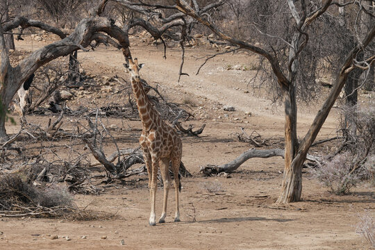Giraffe beim Essen in den B&auml;umen von Erongo