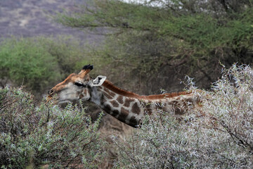 Giraffe im Dickicht von Erongo