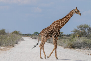 Giraffe unterwegs in Etosha überquert eine Sandstrasse