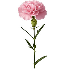 Close-up of a pink carnation flower with detailed petals and green stem isolated on white background, perfect for floral, botanical, and nature design projects