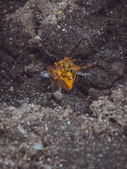 A melee of yellow dung flies fighting to mate with a female