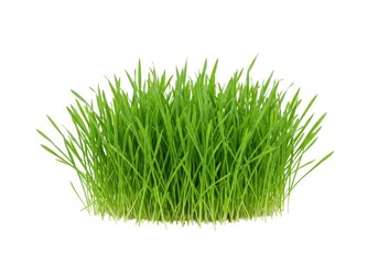 A vibrant clump of green grass blades isolated against a stark white background in a studio shot