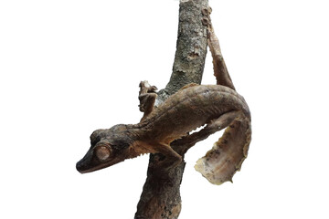Leaf-tailed gecko (Uroplatus henkeli) closeup on branch, Leaf-tailed gecko (Uroplatus henkeli) on...