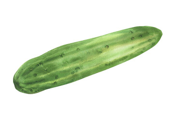 Cucumber watercolor illustration hand painted. Botanical green long smooth one cucumber vegetable. Clipart perfect for vegetarian food label designs, eco, cosmetic prints. Isolated from background.