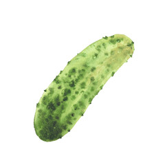Cucumber watercolor illustration hand drawn. Botanical green vegetable harvest. Clipart perfect for canned vegetarian food label designs, eco, cosmetic prints, kitchen decor. Isolated from background.