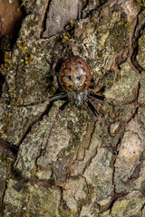 Walnut Orb-weaver Spider - Nuctenea umbratica, beautiful colored orb-weaver spider from European woodlands and gardens, Zlin, Czech Republic.