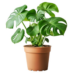 Monstera plant growing in pot with large green leaves