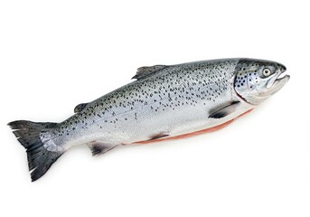 Fototapeta premium A single whole trout fish with speckled skin laying on a plain white surface in a studio shot