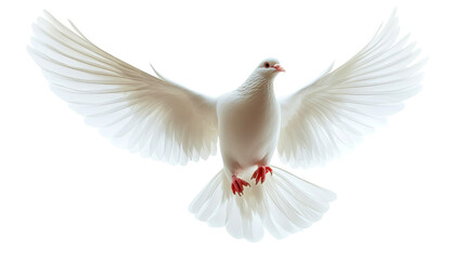 Obraz premium Dove with outstretched wings, cut out transparent