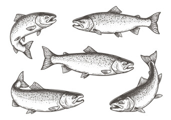 Salmon fish illustration, drawing, engraving, ink, line art, vector