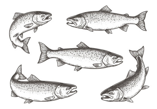 Salmon fish illustration, drawing, engraving, ink, line art, vector