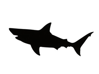 Fototapeta premium shark vector illustration