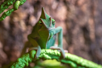 Veiled Chameleon Sitting on Branch Inside Terrarium