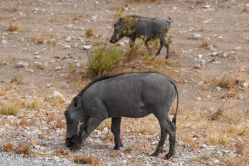Warzenschweine unterwegs in der Wildnis in der Gegend von Etosha