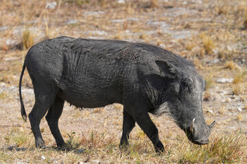 Warzenschwein unterwegs in der Wildnis in der Gegend von Etosha