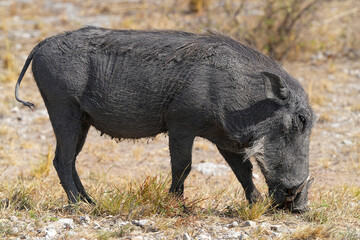 Warzenschwein unterwegs am Strassenrand in der Wildnis in der Gegend von Etosha