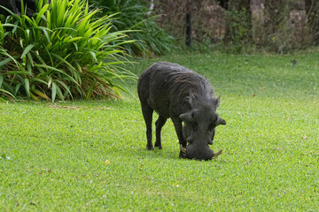 Warzenschweine unterwegs in der Wildnis in der Parkanlage eine Hotels