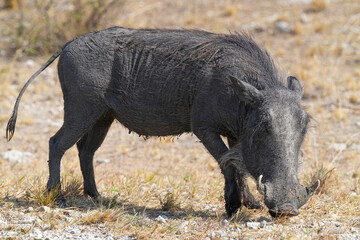 Warzenschwein unterwegs in der Wildnis in der Gegend von Etosha